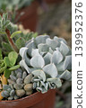 A succulent plant arrangement in soft colors 139952376