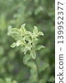 Soft, fresh green pittosporum 139952377