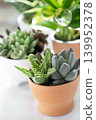 Potted succulents lined up on the windowsill 139952378