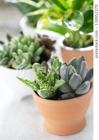 Potted succulents lined up on the windowsill Potted succulents lined up on the windowsill 139952378