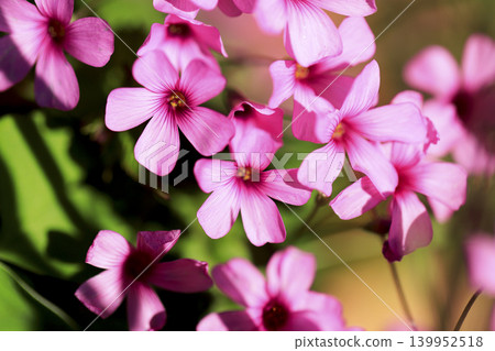 The flowers of the Oxalis plant are in full bloom, bathed in the spring sunshine. The flowers of the Oxalis plant are in full bloom, bathed in the spring sunshine. 139952518
