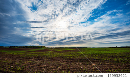 Green Corn Plants Growing in Cultivated Rows with Overcast Sky Background Green Corn Plants Growing in Cultivated Rows with Overcast Sky Background 139952621