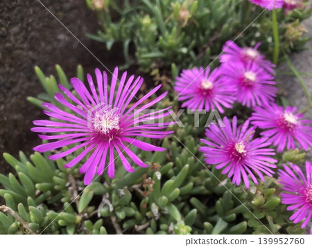 Bright pink ice plants blooming by the roadside Bright pink ice plants blooming by the roadside 139952760