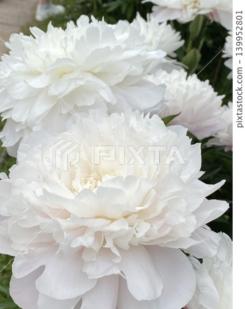 White peonies in bloom creating a delicate floral background with lush petals and green leaves 139952801