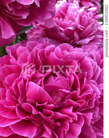 Vibrant pink peony blossoms in full bloom, creating a lush floral background Vibrant pink peony blossoms in full bloom, creating a lush floral background 139952802