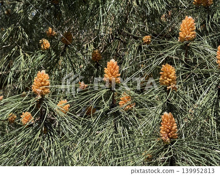 Pine tree with young orange cones and green needles creating a natural background texture Pine tree with young orange cones and green needles creating a natural background texture 139952813
