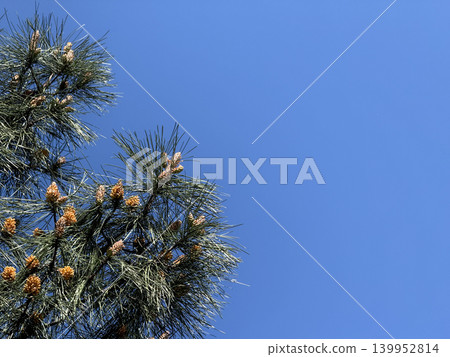 Pine tree branch with cones against a clear blue sky suitable as nature-themed background Pine tree branch with cones against a clear blue sky suitable as nature-themed background 139952814