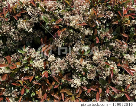 Blooming hedge with white flowers and red leaves, ideal for nature background or garden theme 139952816