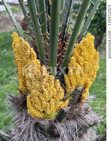 Yellow blooms on spiky green plant with dense foliage and natural background Yellow blooms on spiky green plant with dense foliage and natural background 139952823