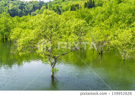 山形縣飯出町白川湖及水下森林綠意盎然 山形縣飯出町白川湖及水下森林綠意盎然 139952826
