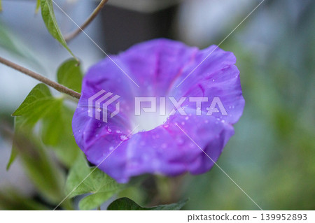 牽牛花和水滴(照片) 牽牛花和水滴(照片) 139952893