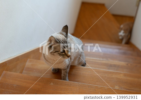 Cat climbing stairs, Siamese tabby cat Cat climbing stairs, Siamese tabby cat 139952931