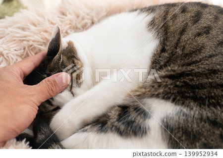 Kijitora貓撫摸一隻貓 Kijitora貓撫摸一隻貓 139952934