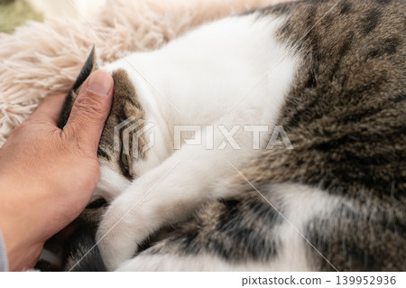 Kijitora cat stroking a cat Kijitora cat stroking a cat 139952936
