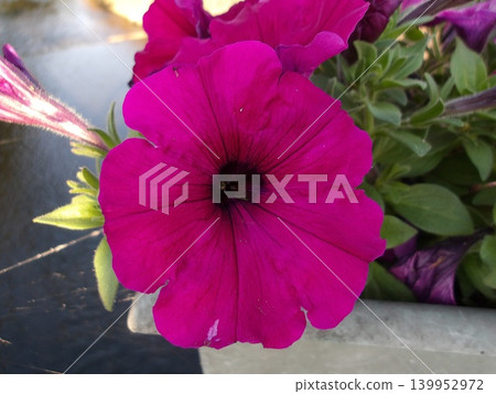 Vibrant magenta petunia flower close-up. Vibrant magenta petunia flower close-up. 139952972