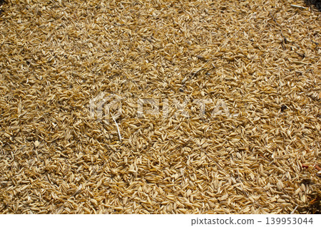 rice peel after harvest and hull background. rice peel after harvest and hull background. 139953044