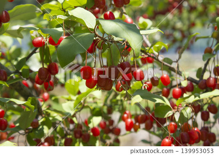 Ripe Autumn Olive Berries (Elaeagnus Umbellata) growing on a branch . oleaster Ripe Autumn Olive Berries (Elaeagnus Umbellata) growing on a branch . oleaster 139953053