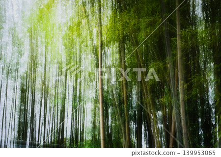 竹林中的ICM 竹林中的ICM 139953065