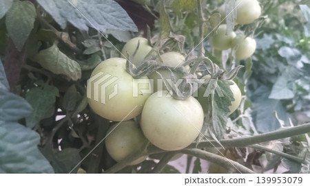 eggplant on tree eggplant on tree 139953079