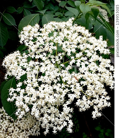 Close-up of black Elderberry flower (Sambucus nigra ) against a background of green leaves Close-up of black Elderberry flower (Sambucus nigra ) against a background of green leaves 139953085