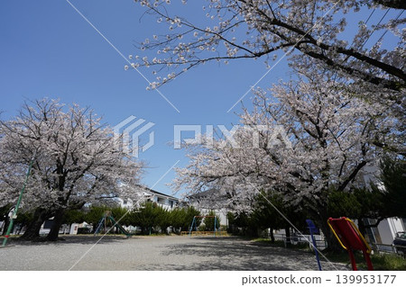 神奈川縣大和市的櫻花在風中搖曳 139953177