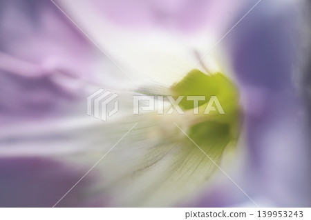 海灘牽牛花的特寫照片 海灘牽牛花的特寫照片 139953243