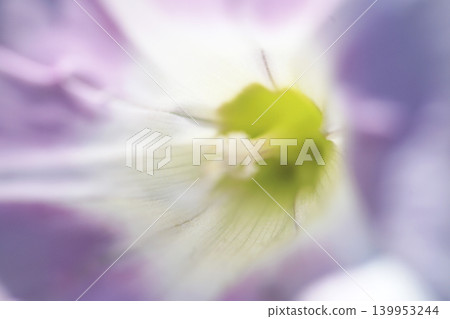 海灘牽牛花的特寫照片 海灘牽牛花的特寫照片 139953244