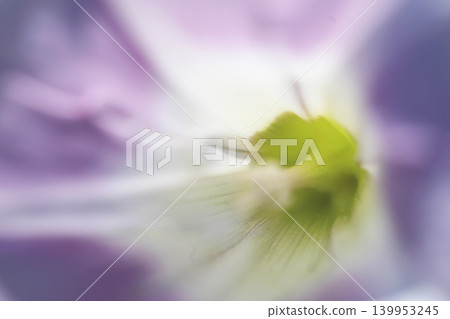 海灘牽牛花的特寫照片 139953245