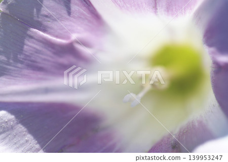 海灘牽牛花的特寫照片 139953247