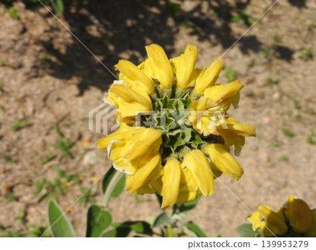 Jerusalem sage, a perennial herb belonging to the mint family: viewed from directly above. Jerusalem sage, a perennial herb belonging to the mint family: viewed from directly above. 139953279