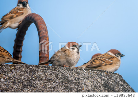 A group of sparrows A group of sparrows 139953648
