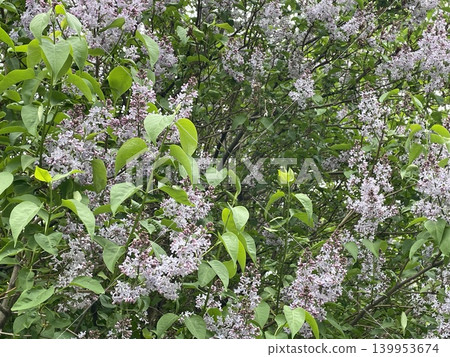 Lilac flowers in full bloom with lush green leaves creating a natural background Lilac flowers in full bloom with lush green leaves creating a natural background 139953674
