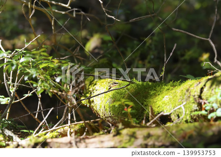 A tranquil, moss-covered forest that evokes a sense of peace and tranquility. A tranquil, moss-covered forest that evokes a sense of peace and tranquility. 139953753