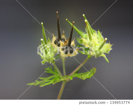 The fruits of the American cranesbill have ripened to a black color in early summer. The fruits of the American cranesbill have ripened to a black color in early summer. 139953774