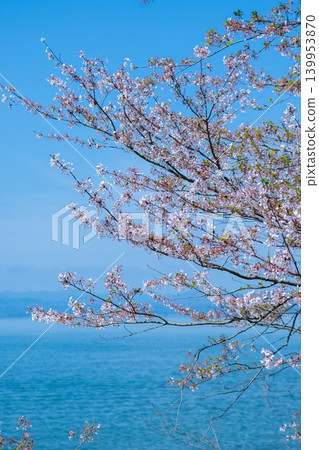 Cherry blossoms and Lake Biwa Cherry blossoms and Lake Biwa 139953870