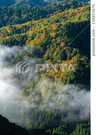 Forest shrouded in clouds (Koiridani) 139953879