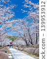Cherry blossoms in full bloom shining in the blue sky 139953912