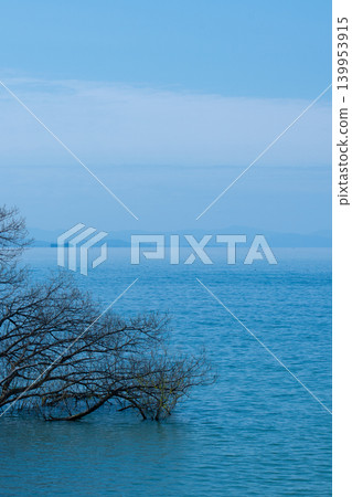 Underwater trees and Lake Biwa Underwater trees and Lake Biwa 139953915