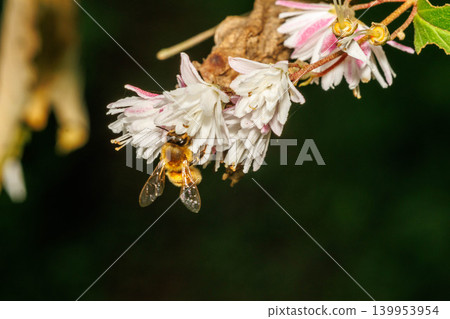蜜蜂正在吸食溲疏花（Deutzia gracilis）的花蜜 139953954