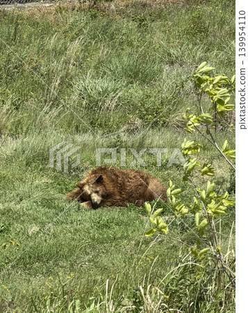 Bear sighting Bear sighting 139954110