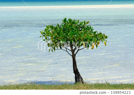 卡比拉灣的紅樹林與蔚藍大海 卡比拉灣的紅樹林與蔚藍大海 139954221