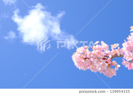 春雲與河津櫻花的圖片素材 春雲與河津櫻花的圖片素材 139954335
