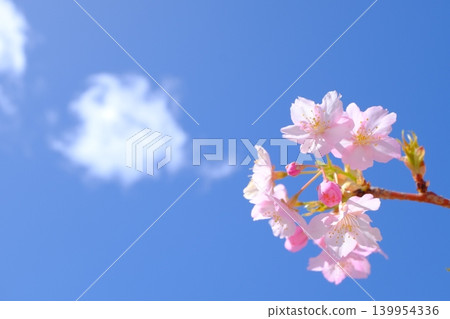 春雲與河津櫻花的圖片素材 139954336
