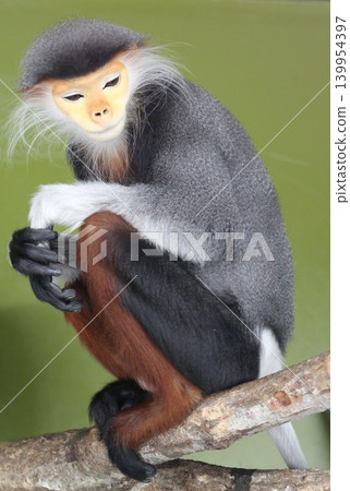 Portrait of a Red-shanked Douc Langur: A rare monkey photographed at a Japanese zoo. 139954397