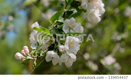 Minimal Apple Blossom Cluster With Leaves, Clean Composition And Delicate Petals Offering Modern Minimalist Aesthetic For Branding, Stationery And Social Media Content Promoting Calm And Natural Minimal Apple Blossom Cluster With Leaves, Clean Composition And Delicate Petals Offering Modern Minimalist Aesthetic For Branding, Stationery And Social Media Content Promoting Calm And Natural 139954437