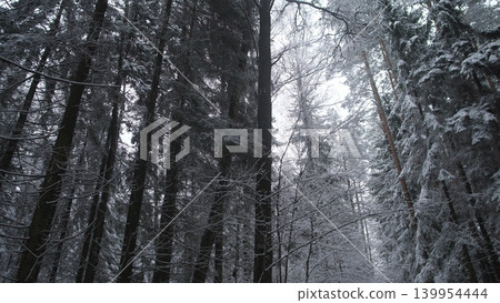 Tall trees covered in thick snow create a peaceful winter scene in a forest located in Alaska or Canada. The atmosphere is calm, highlighting nature's quiet beauty. Tall trees covered in thick snow create a peaceful winter scene in a forest located in Alaska or Canada. The atmosphere is calm, highlighting nature's quiet beauty. 139954444