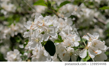 Closeup White Apple Blossoms Cluster, Tight Composition Highlighting Petal Texture And Subtle Veins, Soft Highlights And Muted Greens, Scientific Botanical Study And Aesthetic Pattern Focus Closeup White Apple Blossoms Cluster, Tight Composition Highlighting Petal Texture And Subtle Veins, Soft Highlights And Muted Greens, Scientific Botanical Study And Aesthetic Pattern Focus 139954446