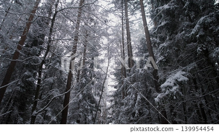 Tall trees stand majestically amidst a thick blanket of snow in a winter forest. The peaceful scenery captures the serene essence of Alaska and Canada during cold months. Tall trees stand majestically amidst a thick blanket of snow in a winter forest. The peaceful scenery captures the serene essence of Alaska and Canada during cold months. 139954454