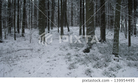 A tranquil winter scene unfolds in a snow-covered forest in Alaska and Canada. Tall trees stand proudly, blanketed in white snow, creating a peaceful atmosphere for exploration. 139954495