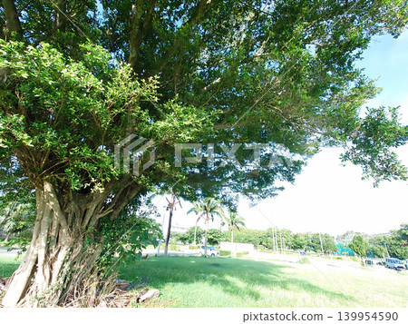 A park rich in nature in the tropics and under a blue sky A park rich in nature in the tropics and under a blue sky 139954590